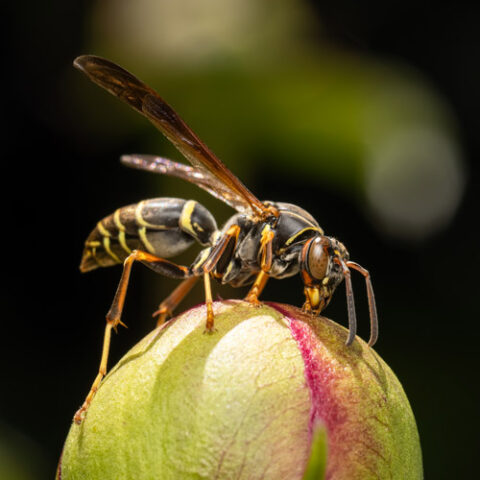 paper wasp