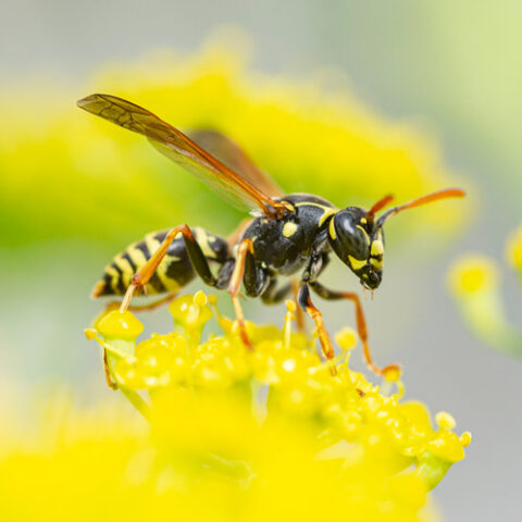 yellow jacket