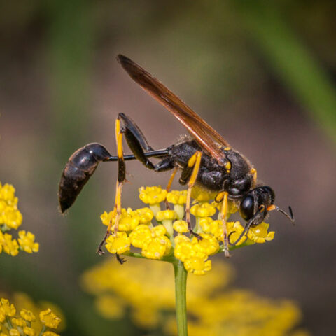 mud dauber
