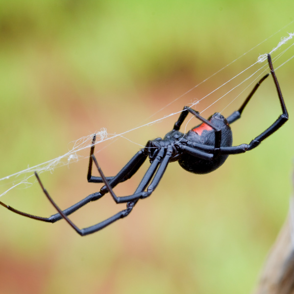 black widow in web