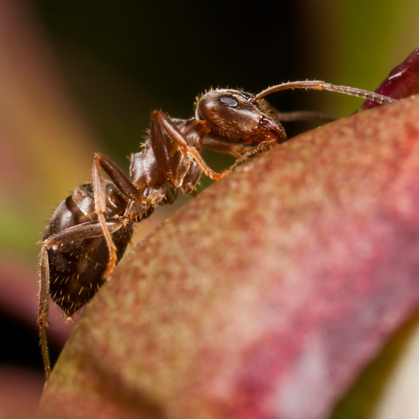 Pharaoh Ant