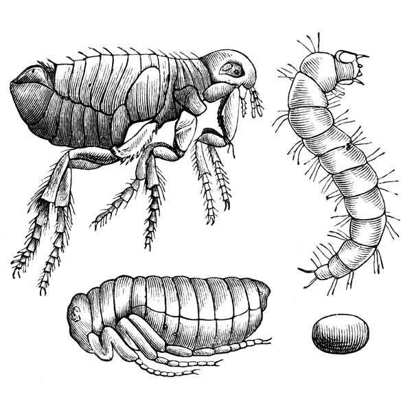 Flea Life Cycle