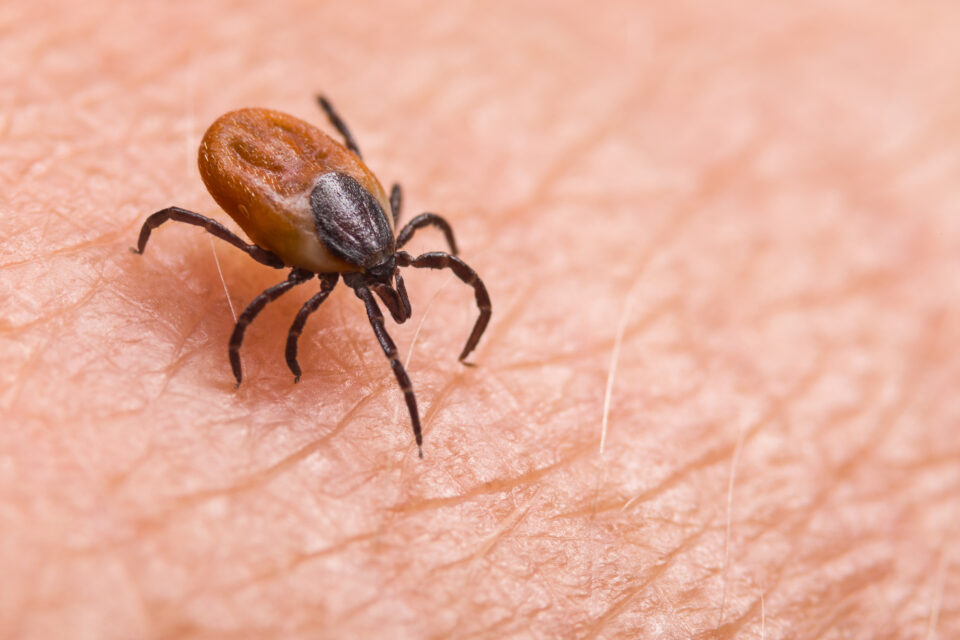 Ticks Close-Up, Signifying Tick Extermination Services by Apex Pest Control in Sacramento, CA