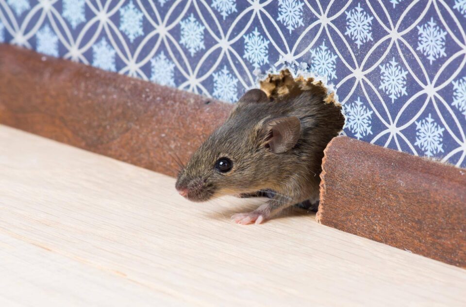 Rodents Pest Control Services in Sacramento