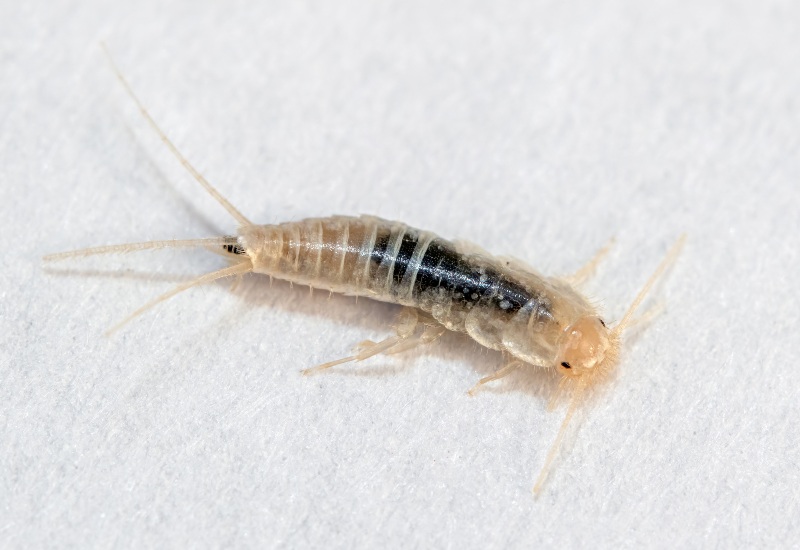 Silverfish Being Exterminated in Sacramento, CA by Apex Pest Control