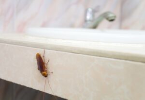 A cockroach perched on the edge of a sink, highlighting pest control needs in Sacramento, CA 