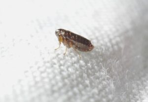 A Flea on white cloth, highlighting the pest issue in Sacramento, CA
