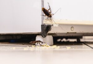 Two cockroaches near a refrigerator on the floor, emphasizing pest issues in Sacramento, CA 