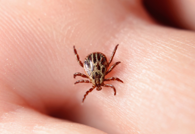 A close-up of a tick on a person's finger, highlighting tick infestations in Sacramento, CA 