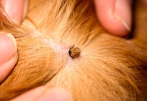 A person holds a human head, symbolizing care in the face of tick infestations in Sacramento, CA 