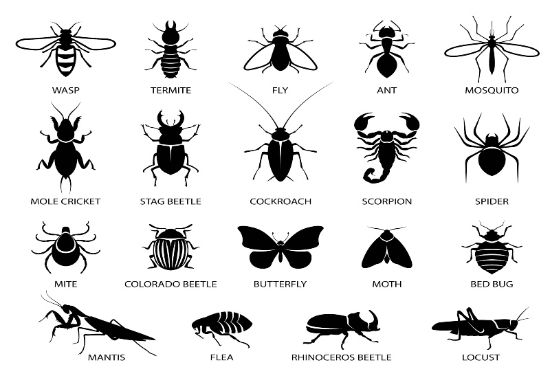 Chart Showing Common Household Pests for Pest Control in Sacramento 