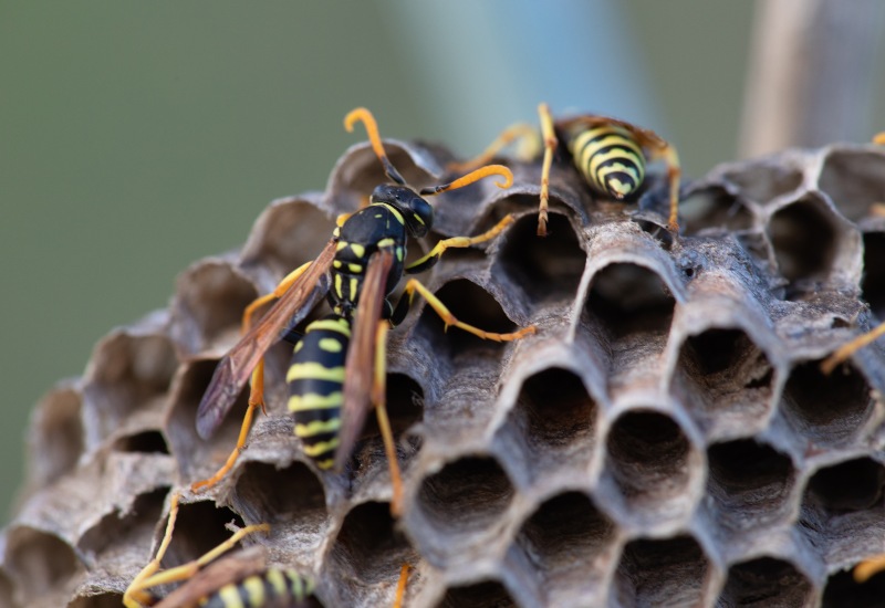 Wasp Nest in a House, Indicative of Infestation and in Need of Pest Control in Sacramento, CA