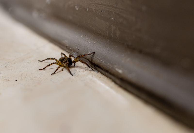 Spiders Crawling Over a Web, Indicating a Home Infestation in Sacramento, CA 