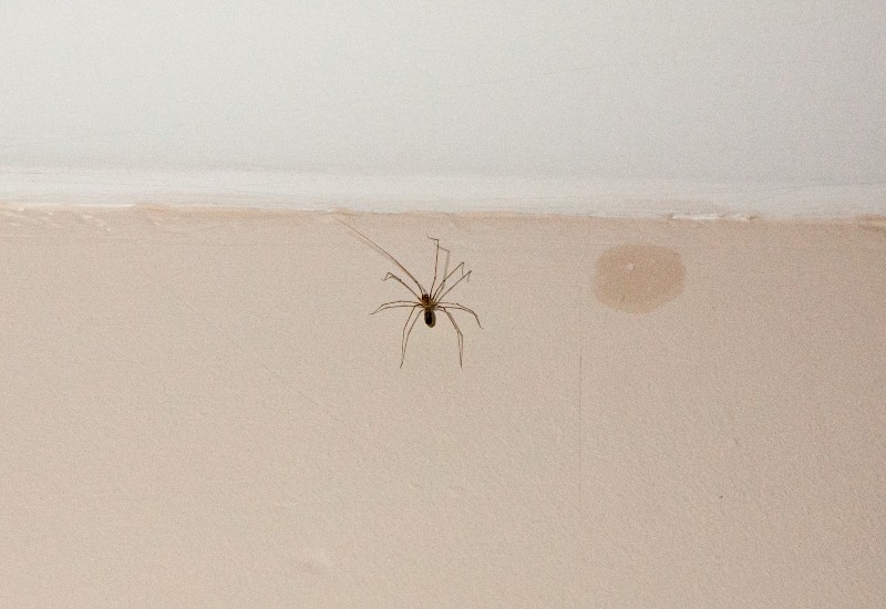 Spiders Infesting a Home During Summertime, Illustrating the Need for Pest Control in Sacramento