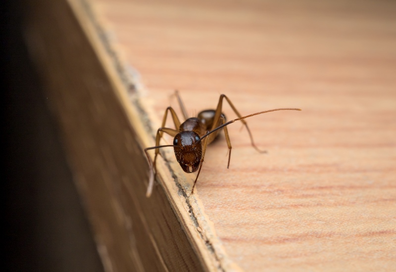 Apex Pest Control Is Performing Carpenter Ant Treatment in Sacramento, CA