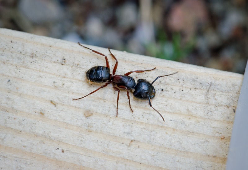 Apex Pest Control Is Eliminating Carpenter Ants in Sacramento, CA