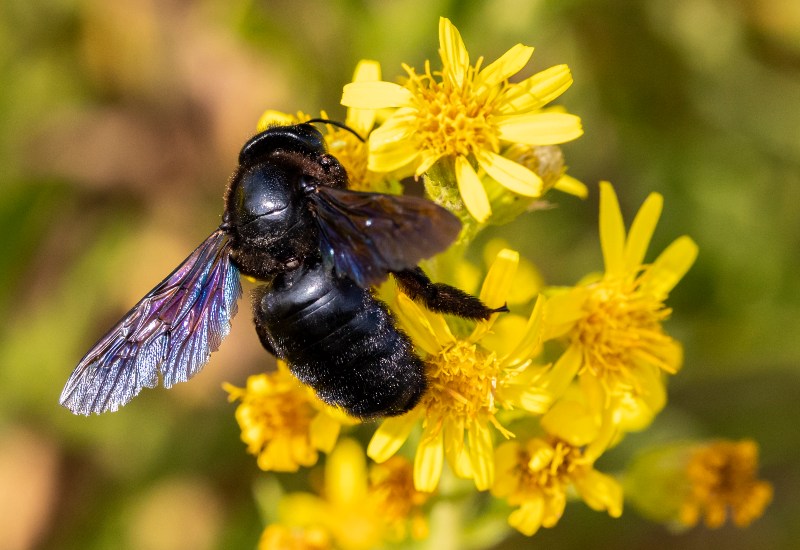 Experts at Apex Pest Control Controlling the Carpenter Bee Infestation in Sacramento, CA