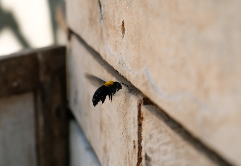 Apex Pest Control Is Performing Carpenter Bee Extermination in Sacramento, CA
