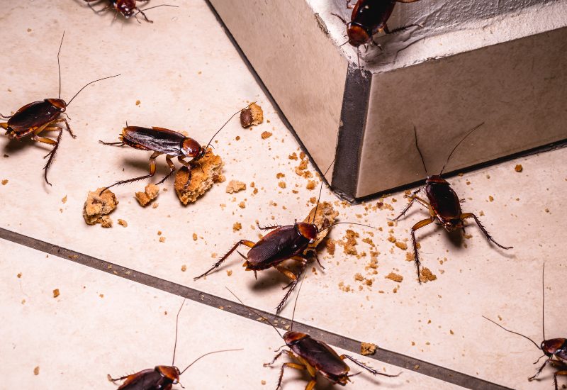 Apex Pest Control Is Working on a Cockroach Infestation in Sacramento, CA