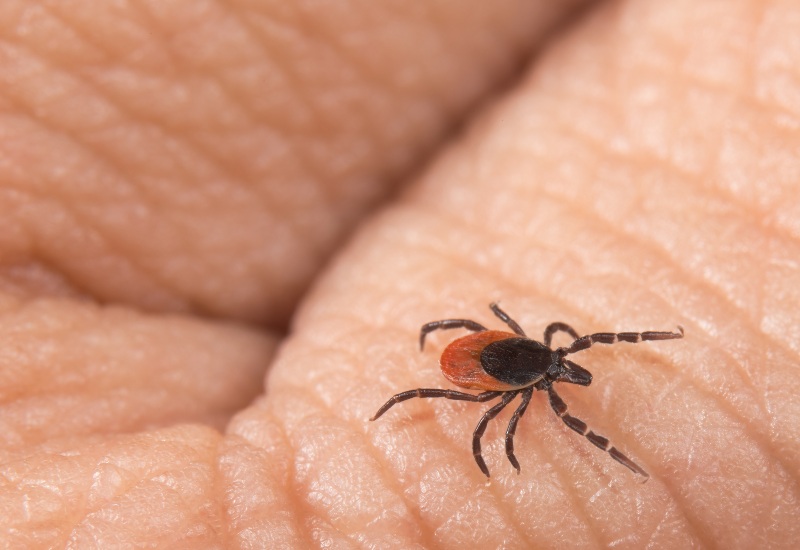 Ticks Are Being Prevented for Safety by Apex Pest Control in Sacramento, CA