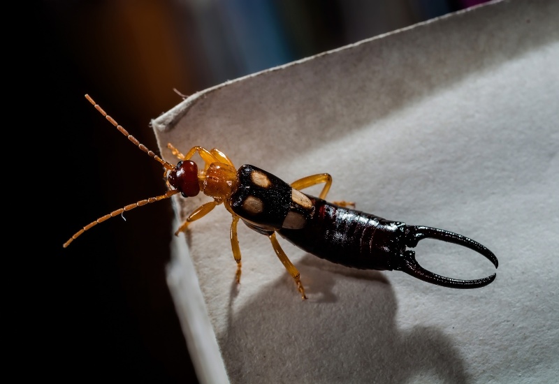 Apex Pest Control Treats Earwigs in Sacramento, CA
