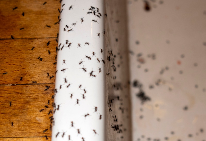 Tiny Ants in the Kitchen Are Exterminated by Apex Pest Control in Sacramento, CA