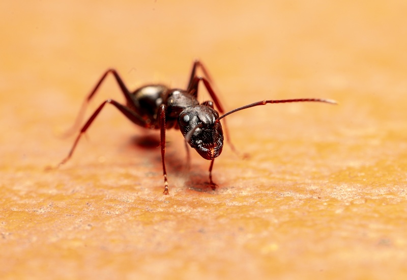 Carpenter Ant Extermination in Progress with Eco-Friendly Methods on Wooden Surface in Sacramento