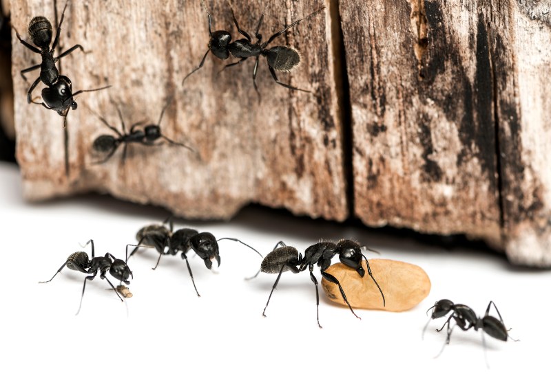 Close-Up of Carpenter Ants on Wood, Highlighting Signs of Infestation and Damage in Sacramento