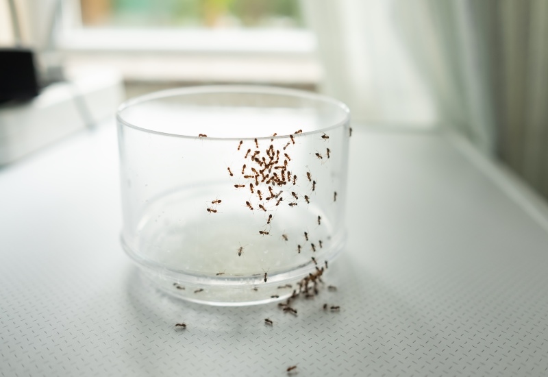 Various Common House Ants on a Surface, Showcasing Different Species in Sacramento