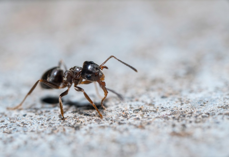 Close-Up of Common House Ants on a Wooden Surface, Showing Different Ant Species in Sacramento