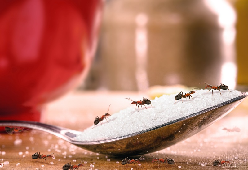 Ants Eating Sugar on Spoon in Sacramento, CA