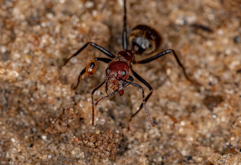 Odorous House Ants Elimination Required in Sacramento, CA