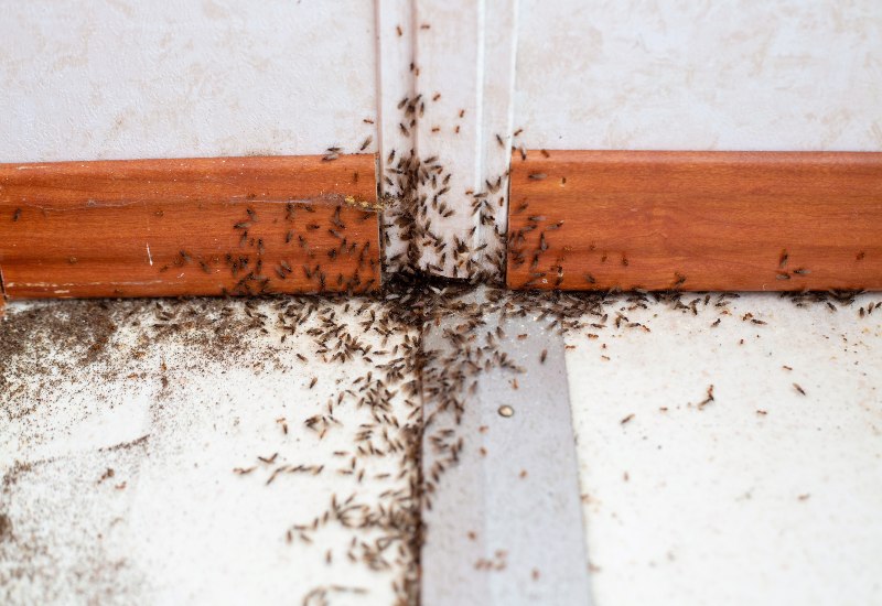 House Ant Infestation Detected and Need a Pest Control in Sacramento, CA