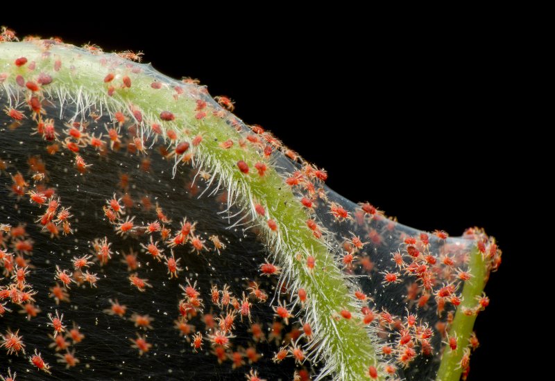 Spider Mites Infestation Requiring Pest Control in Sacramento, CA