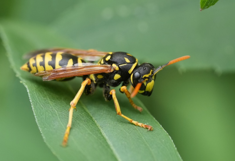 Yellow Jacket Sitting on a Green Leaf in Sacramento, CA