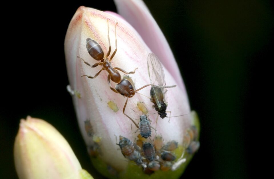 Argentine ants tending aphids on plant bud close up in Sacramento, CA