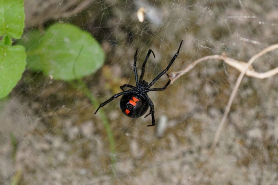 Black widow spider hanging in web