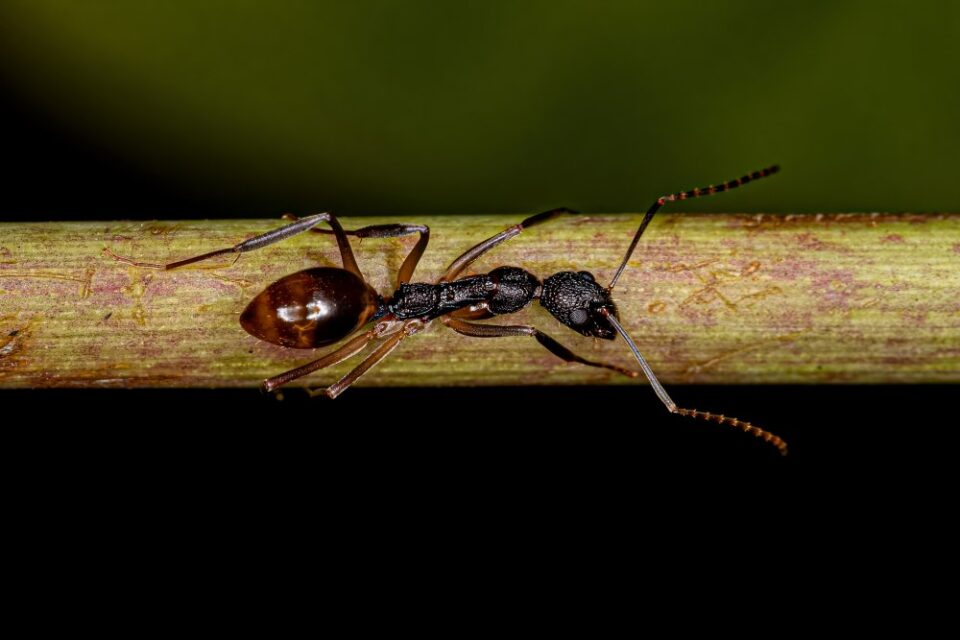 Close up of large adult odorous ant on twig in Sacramento, CA