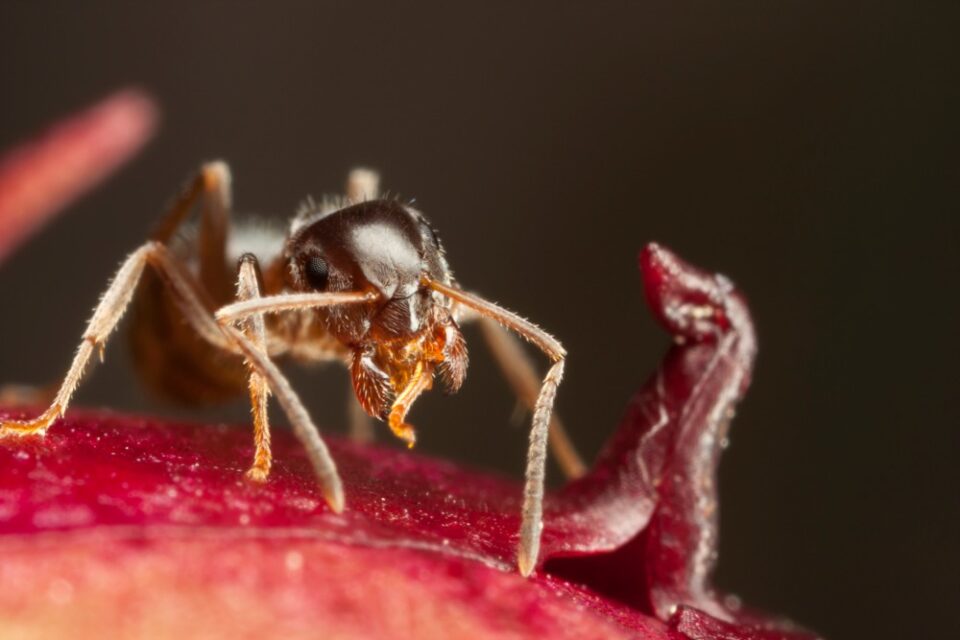 Closeup of a pharaoh ant on peony