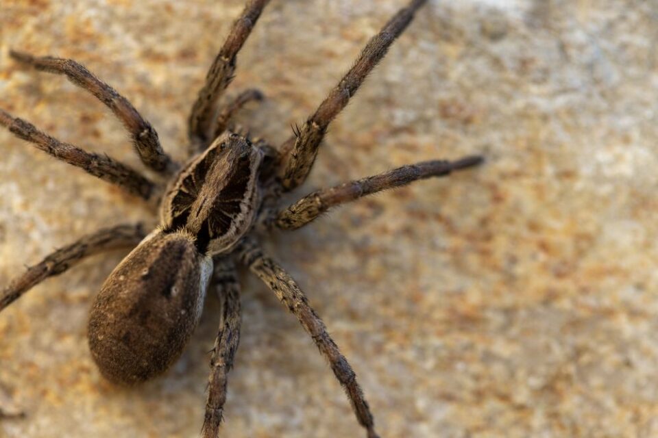 Close-up of a wolf spider on rough surface
