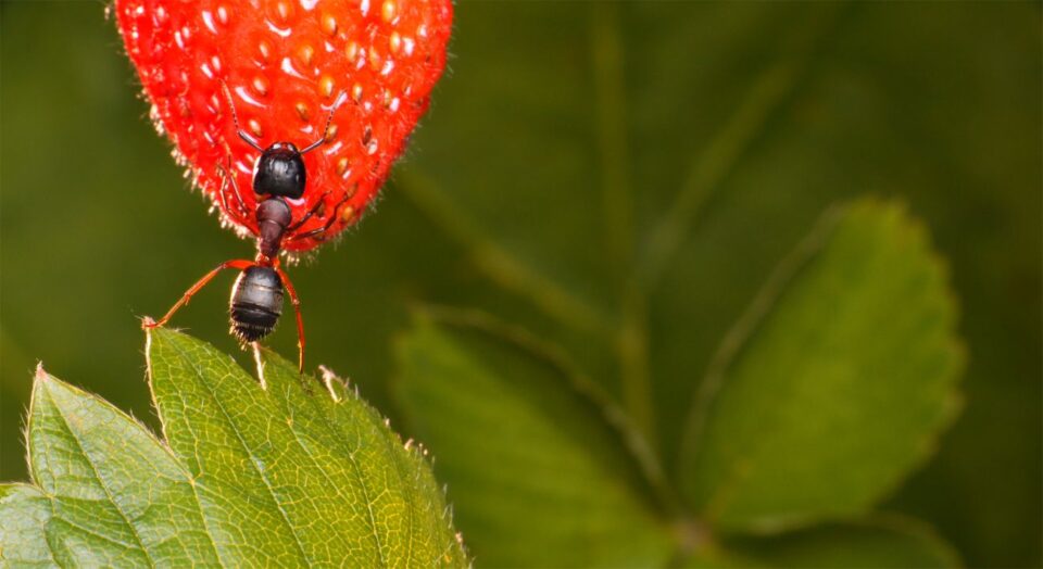 Harvester ant feeding on strawberry surface