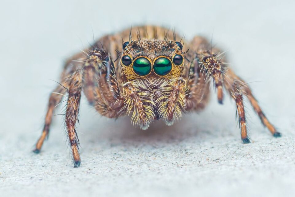 Close-up of jumping spider with large green eyes on light surface