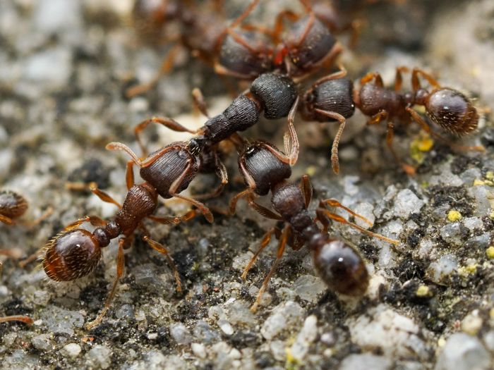 Group of pavement ants on textured ground surface