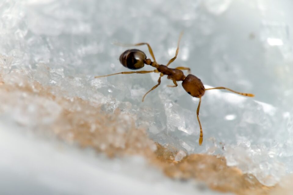 Small theft ant feeding on sugar crystals