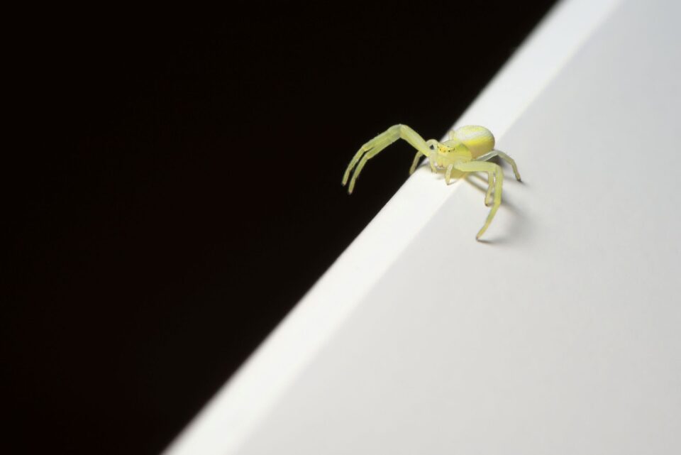Yellow sac spider on edge of white surface